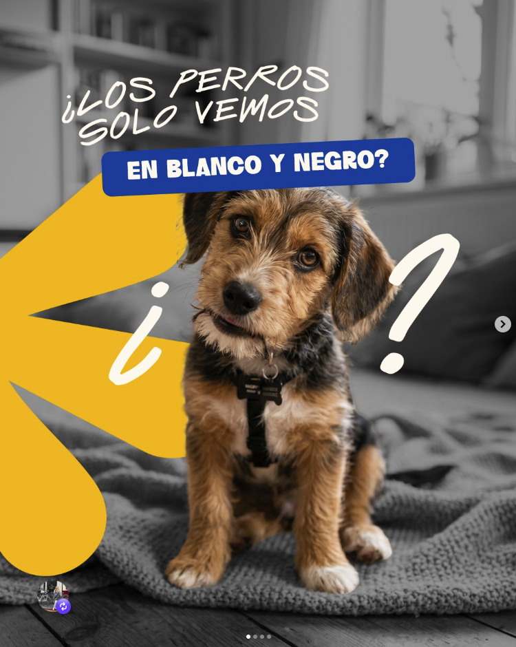 Perros B&W